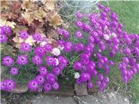 0eb5e156-Picture 018.jpg